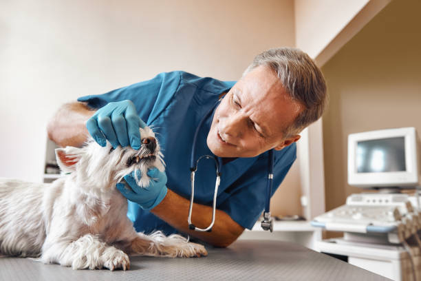 Best Walk-In Emergency Dentist in Bolivar, WV